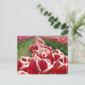 Gebied van rode en witte Tulpen Briefkaart (Staand voorkant)