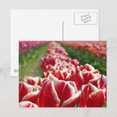 Gebied van rode en witte Tulpen Briefkaart (Voorkant / Achterkant)