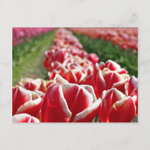 Gebied van rode en witte Tulpen Briefkaart
