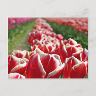 Gebied van rode en witte Tulpen Briefkaart