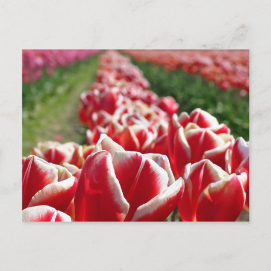 Gebied van rode en witte Tulpen Briefkaart (Voorkant)