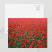 Gebied van rode papavers briefkaart (Voorkant / Achterkant)