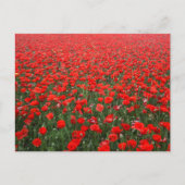 Gebied van rode papavers briefkaart (Voorkant)