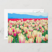 Gebied van roze en gele Tulpen Briefkaart (Voorkant / Achterkant)