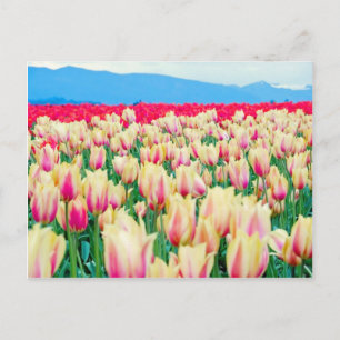 Gebied van roze en gele Tulpen Briefkaart