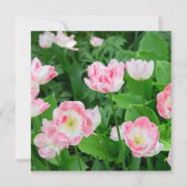 Gebied van roze tulpen (Voorkant)