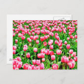 Gebied van roze Tulpen Briefkaart (Voorkant / Achterkant)