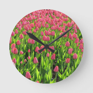 Gebied van roze Tulpen Ronde Klok