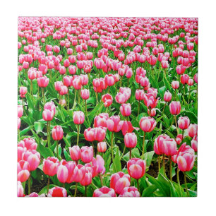 Gebied van roze Tulpen Tegeltje