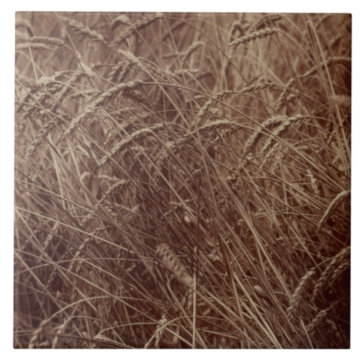 Gebied van tarwe (door Eugène Atget) Tegeltje (Voorkant)