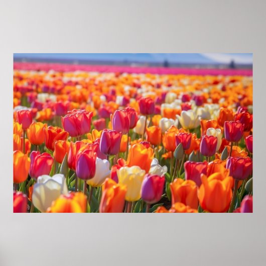 Gebied van Tulpen in volle bloei Poster (Voorkant)