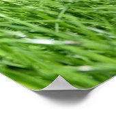 gebied van vers groen gras poster (Hoek)