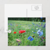 gebied van wildflowers briefkaart (Voorkant / Achterkant)