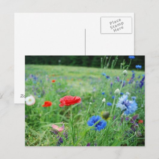 gebied van wildflowers briefkaart (Voorkant / Achterkant)