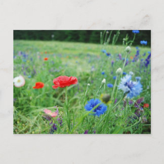gebied van wildflowers briefkaart