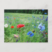 gebied van wildflowers briefkaart (Voorkant)
