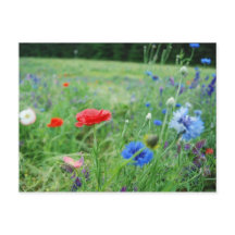 gebied van wildflowers