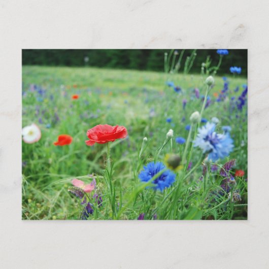 gebied van wildflowers briefkaart (Voorkant)