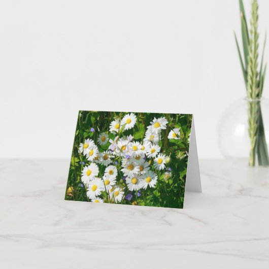 Gebied van Witte Daisies Blank Wenskaart Kaart (Voorkant)