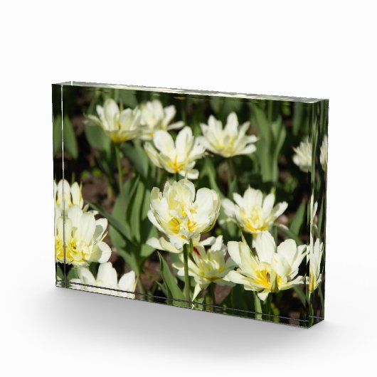 Gebied van witte tulpen Foto (Rechts)