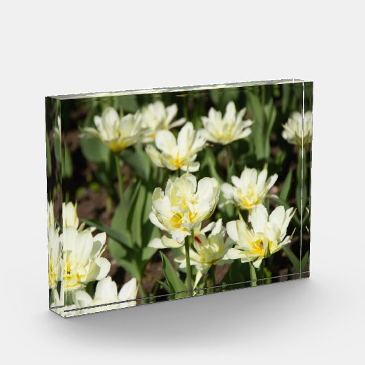 Gebied van witte tulpen Foto (Links)