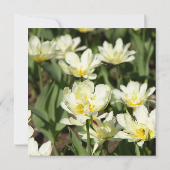 Gebied van witte tulpen Foto (Voorkant)