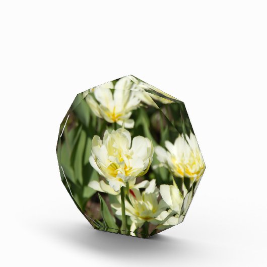 Gebied van witte tulpen Foto (Rechts)