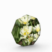 Gebied van witte tulpen Foto (Links)