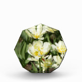 Gebied van witte tulpen Foto (Voorkant)