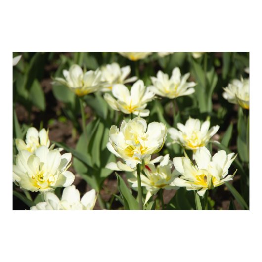 Gebied van witte tulpen Foto Afdruk (Voorkant)