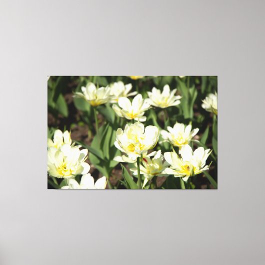 Gebied van witte tulpen Foto Canvas Afdruk (Voorkant)