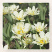 Gebied van witte tulpen Foto Glazen Onderzetter (Voorkant)