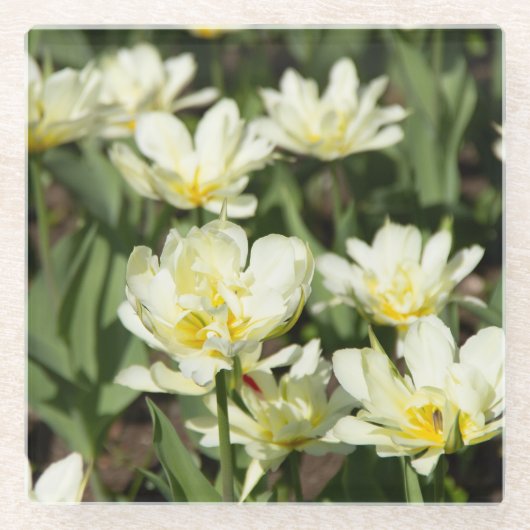 Gebied van witte tulpen Foto Glazen Onderzetter (Voorkant)