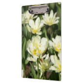 Gebied van witte tulpen Foto Klembord (Links)