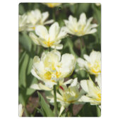 Gebied van witte tulpen Foto Klembord (Achterkant)