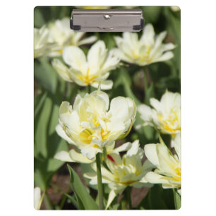 Gebied van witte tulpen Foto Klembord