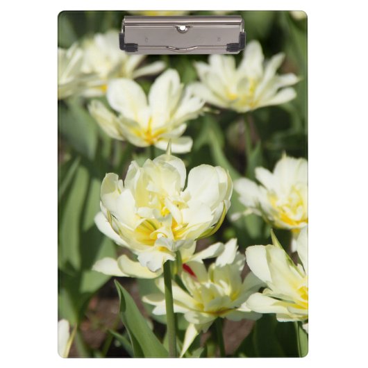 Gebied van witte tulpen Foto Klembord (Voorkant)