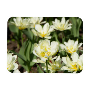 Gebied van witte tulpen Foto Magneet