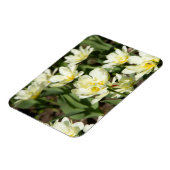 Gebied van witte tulpen Foto Magneet (Linkerzijde)