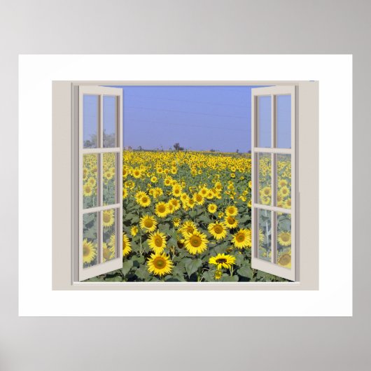 Gebied van Zonnebloemen bekeken door een open vens Poster (Voorkant)