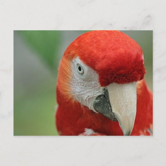 Gebieden in de Caraïben Briefkaart (Voorkant)