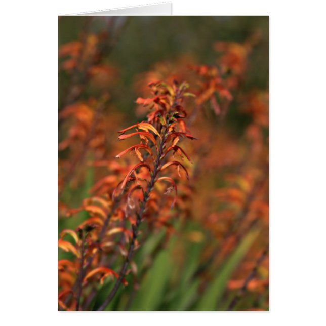 Gebieden met oranje gloed (Voorkant)