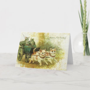 geboorte katten kaart