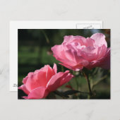 Geboortebloem - juni - Roos Briefkaart (Voorkant / Achterkant)