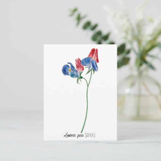 Geboortedatum Bloem Zoete erwt (april) Briefkaart (Staand voorkant)