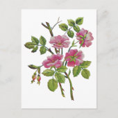 Geborduurde roze Oudengelse Rozen Briefkaart (Voorkant)