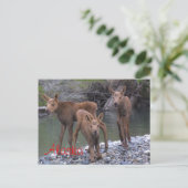 Geboren in Alaska Briefkaart (Staand voorkant)