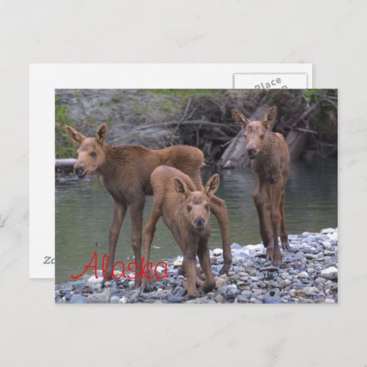 Geboren in Alaska Briefkaart (Voorkant / Achterkant)