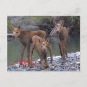 Geboren in Alaska Briefkaart (Voorkant)