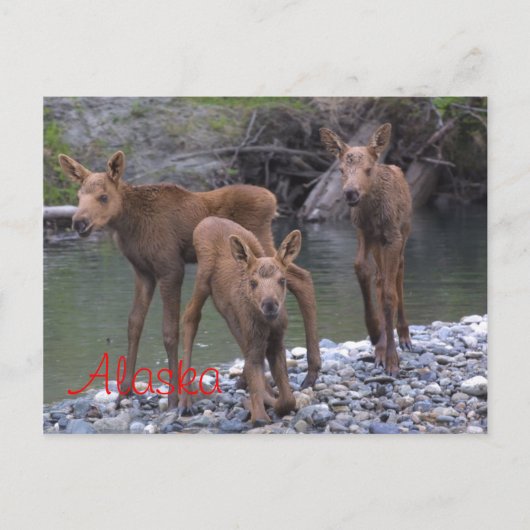 Geboren in Alaska Briefkaart (Voorkant)